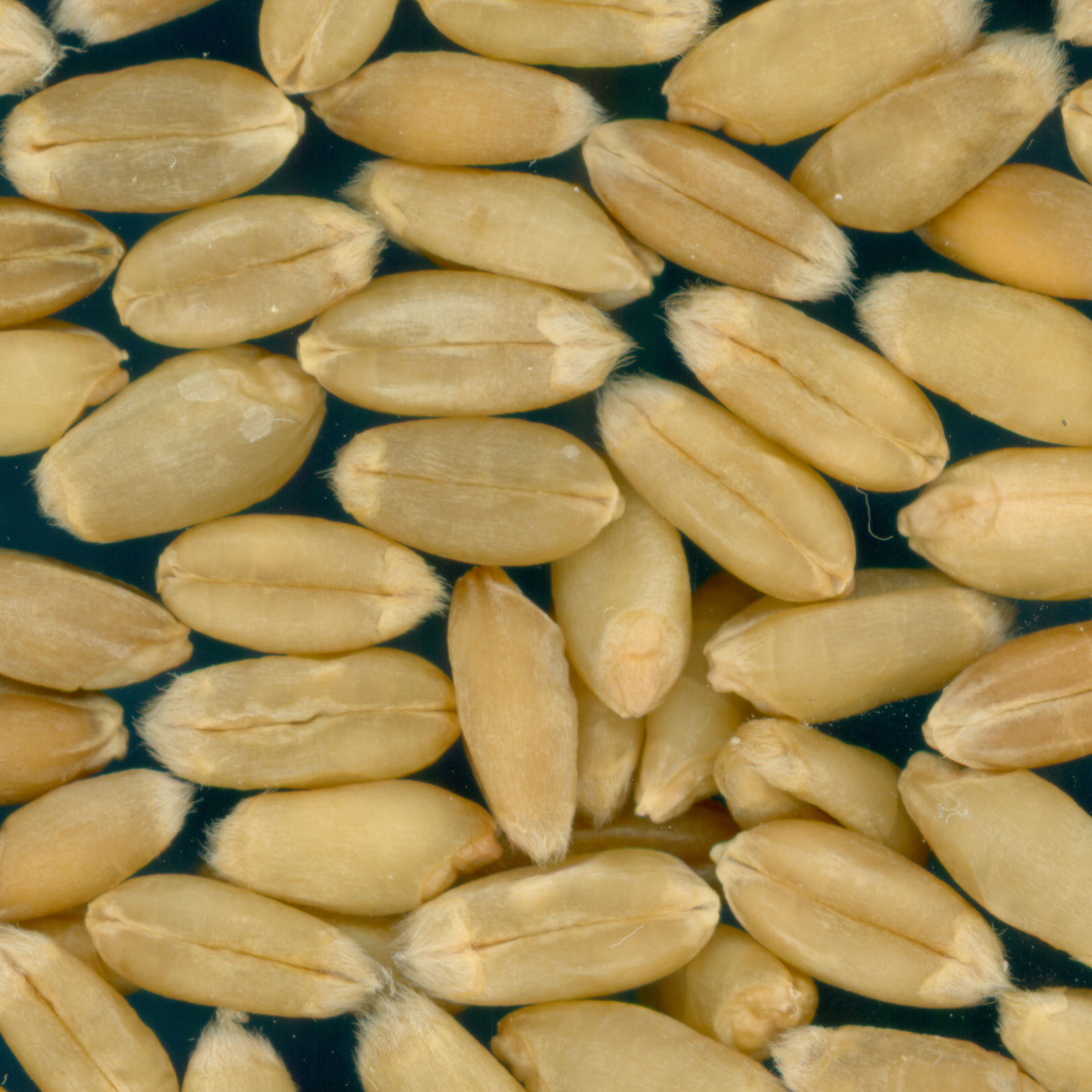 Click for 3 image(s) for this accession. KERNELS